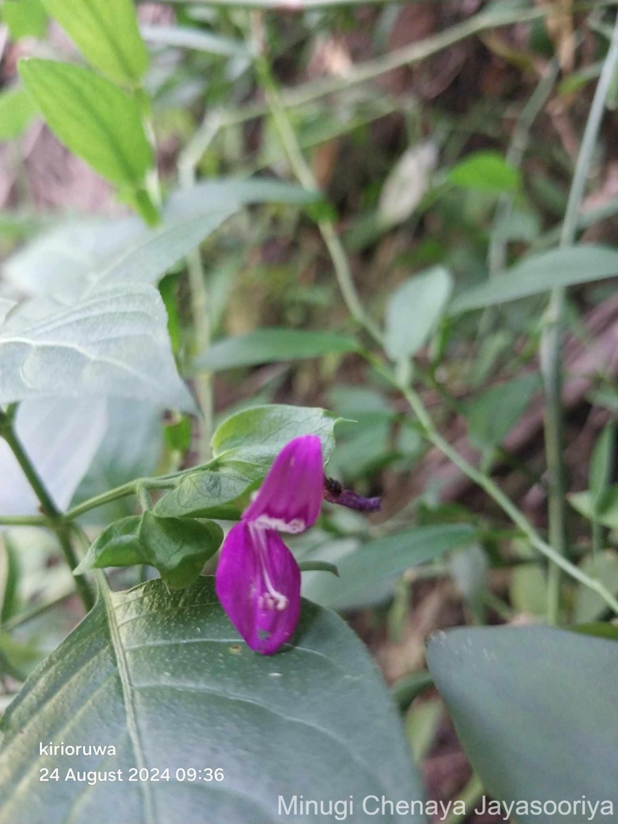 Dicliptera foetida (Forssk.) Blatt.